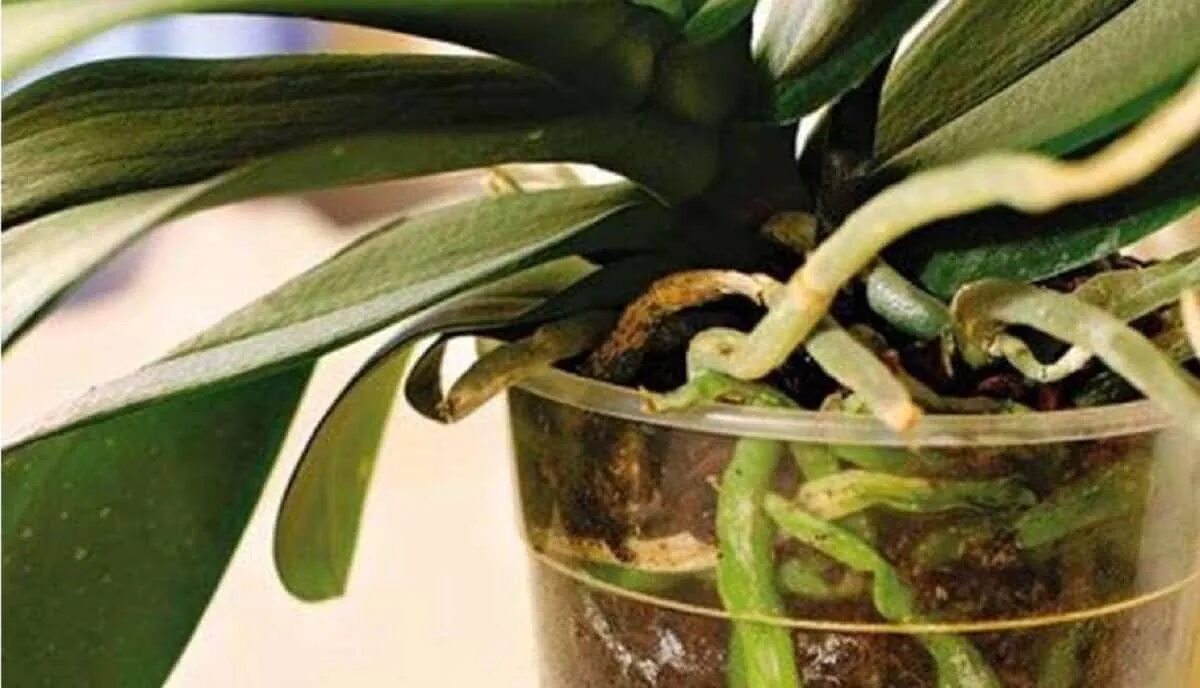 Орхидея фаленопсис корни. Орхидея фаленопсис реанимация. Воздушные корни орхидеи. Размножение орхидеи воздушными корнями.
