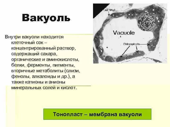 Вакуоли с клеточным соком. Тонопласт растительной клетки. Вакуоль растительной клетки. Клеточный сок находится. Клеточный сок раствор