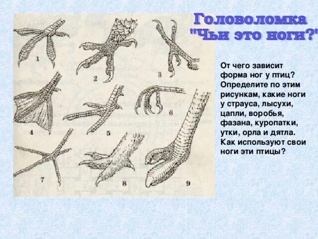 Как расположены ноги у птиц. Строение ноги птицы. формы ног птиц. лапы птиц. формы лап птиц.