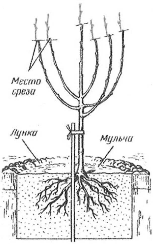 Как сажать черешню