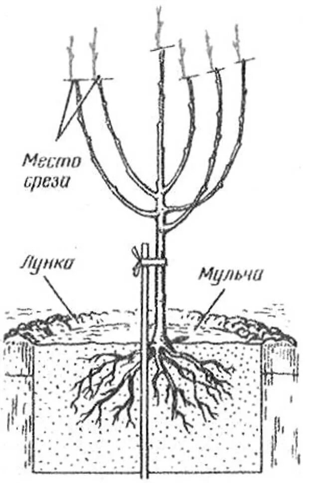 Как правильно посадить сливу весной. Корневая шейка саженца вишни. Корневая шейка саженца черешни. Шейка саженцев яблони.