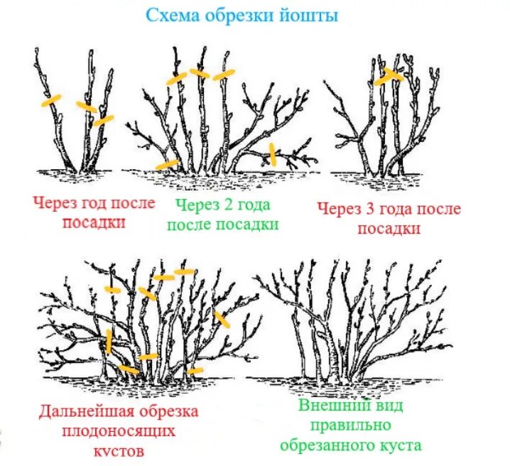 Как ухаживать за крыжовником. Схема обрезки куста смородины осенью. Схема обрезки крыжовника осенью. Схема обрезки смородины осенью осенью. Крыжовник йошта обрезка.