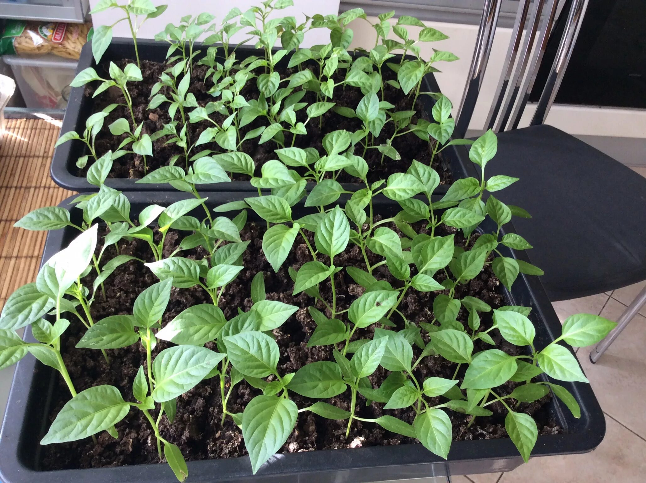 Рассада острого перца. Рассада. Рассада острого. Рассада острого перца. Фото рассады перца с настоящими листочками.
