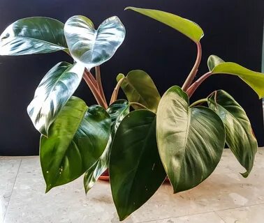 Philodendron erubescens - Red Emerald Plants, Plant leaves, Philodendron.