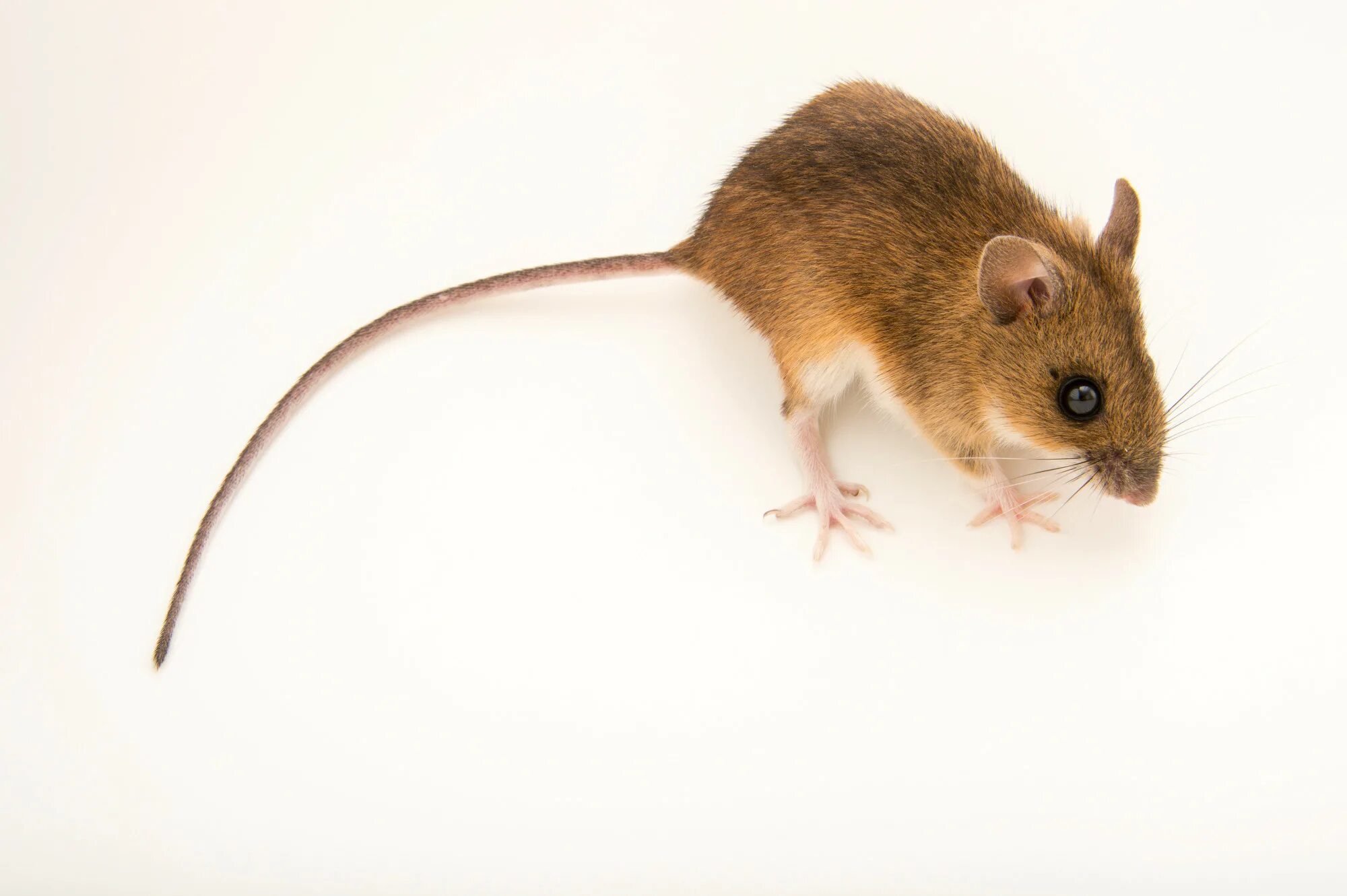 Желтогорлая мышь. Apodemus flavicollis. желтогорлая лесная мышь. желтогорлая мышь apodemus flavicollis. o желтогорлая мышь (apodemus flavicollis).