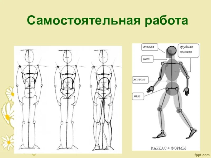 Презентация рисования человека. Пропорции фигуры человека. Фигура человека для рисования. Пропорции человека схема. Человеческая фигура рисунок.