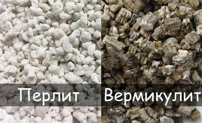 Комнатные растения :: - Архив "УФ" На пути к Идеальному Грунту.
