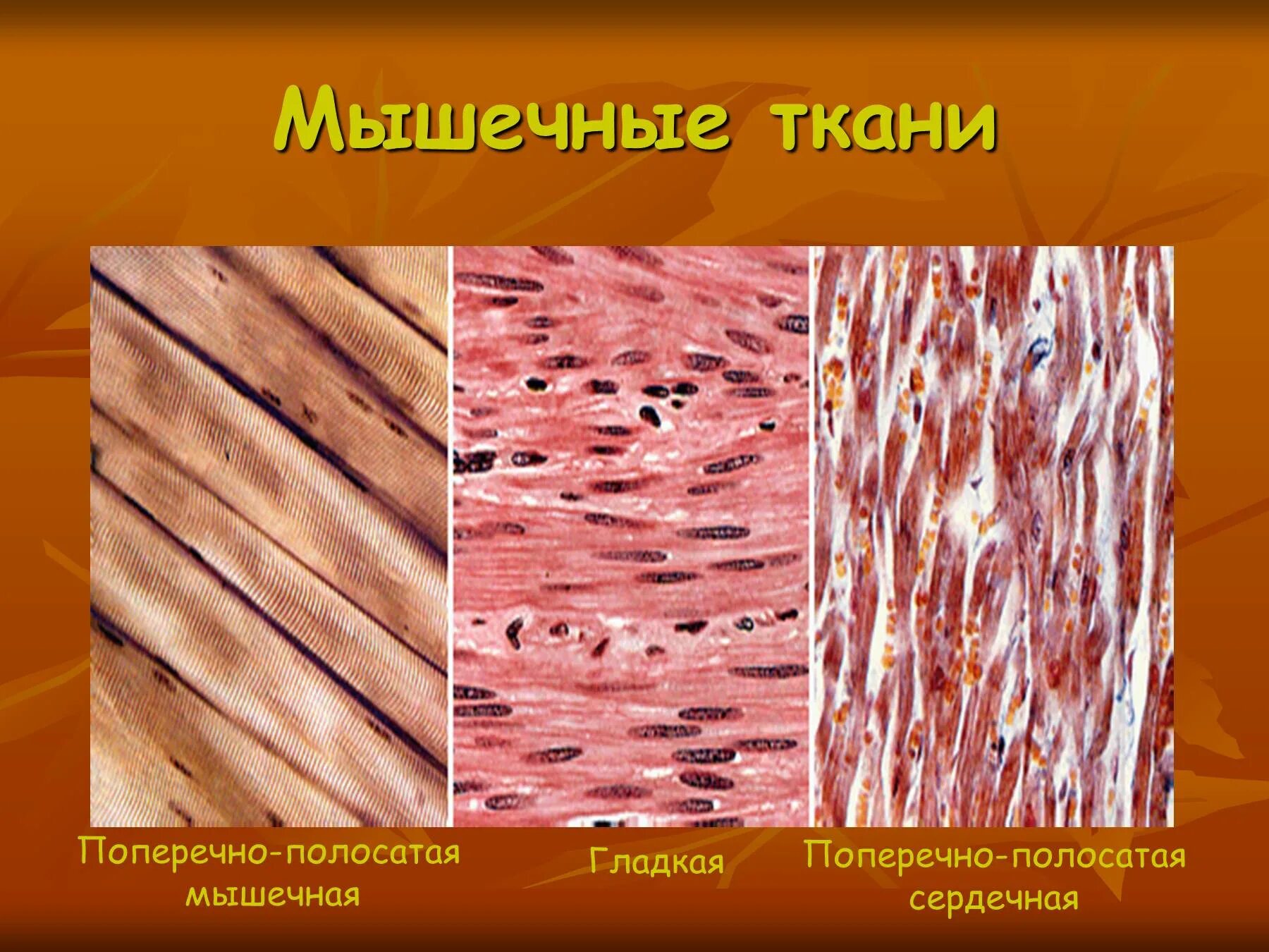 Мышцы мышечной ткани