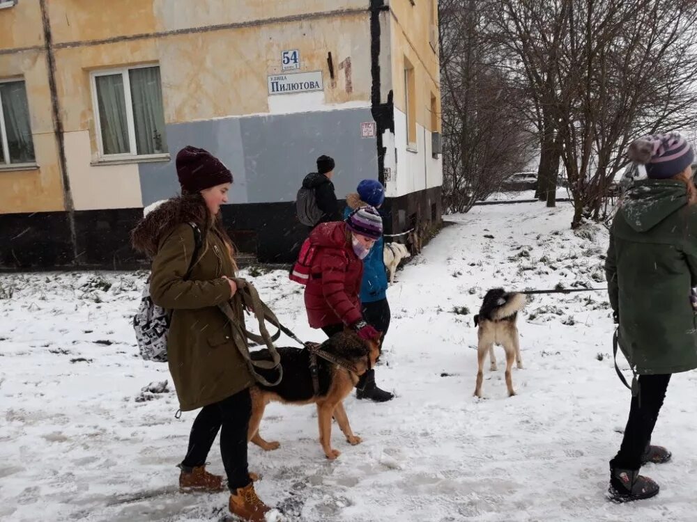 Приют человека отзывы. Приют Полянка СПБ. Полянка приют для животных в СПБ. Собачий приют СПБ Полянка народного ополчения. Приют для животных Полянка Сосновая Поляна.