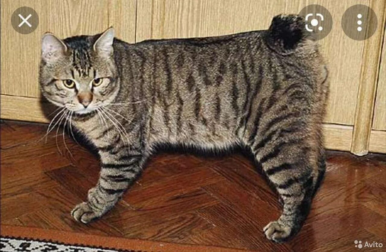 Купировать хвост кошке
