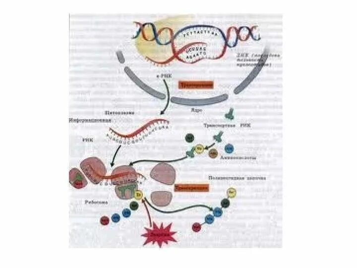 Схема биосинтеза белка. Схема биосинтеза белка в живой клетке. Биосинтез белка в живой клетке 9 класс. Схема биосинтеза белка 9 класс. Биосинтез белка схема 9 класс биология.