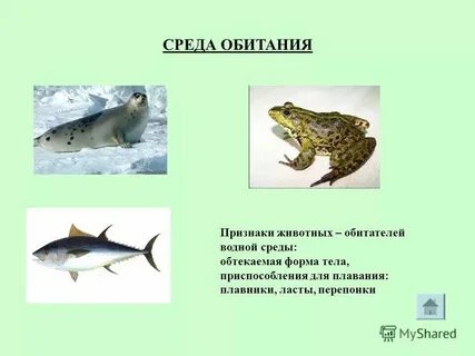 1 обитатель водной среды