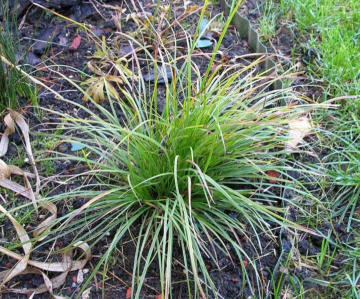 Осока эверголд. Осока 2. Осока моррова "вариегата". Осока болотная. Осока (carex) эверголд.