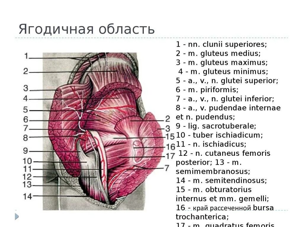 Топографическая анатомия ягодичной области