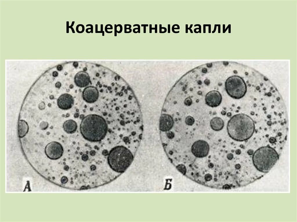 Коацерватные капли Опарина. Коацерватные капли это в биологии. А.И. Опарин – «коацерватные капли». Строение коацерватов. Образование коацерватов в воде