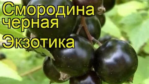 Смородина экзотика описание отзывы