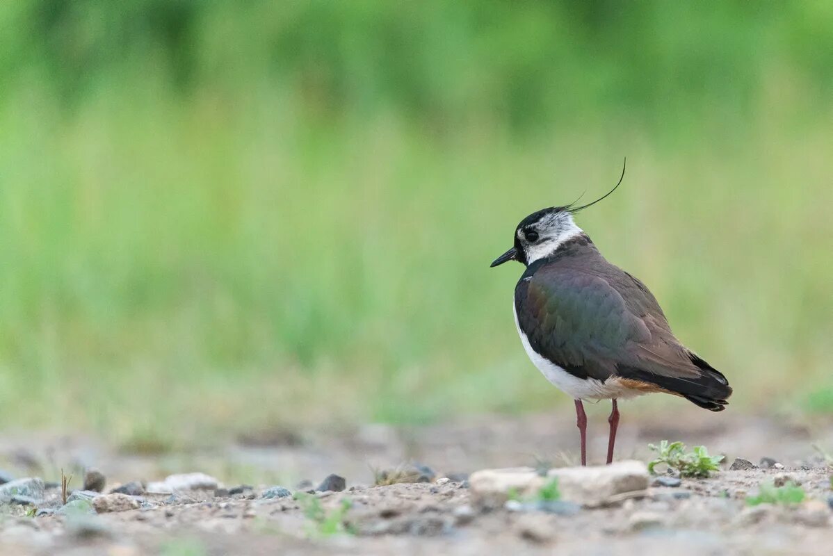 Чибис ножевое. Чибис Vanellus Vanellus. Northern Lapwing Vanellus Vanellus. Чибис птица. Чибис 14.