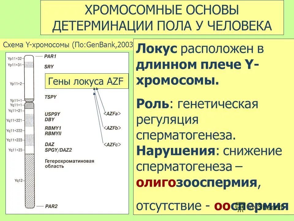 делеция y хромосомы azf. регионы хромосом. делеции в локус azf что это. делеция локуса azf что это. гены azf.