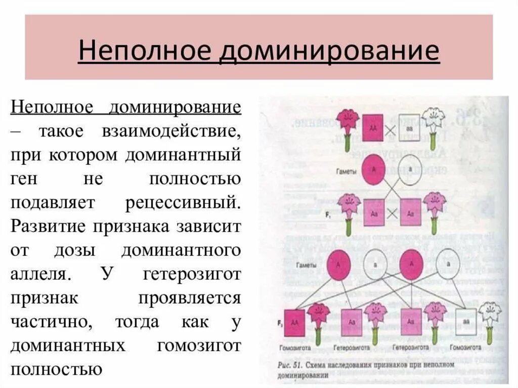 Развитие доминирования