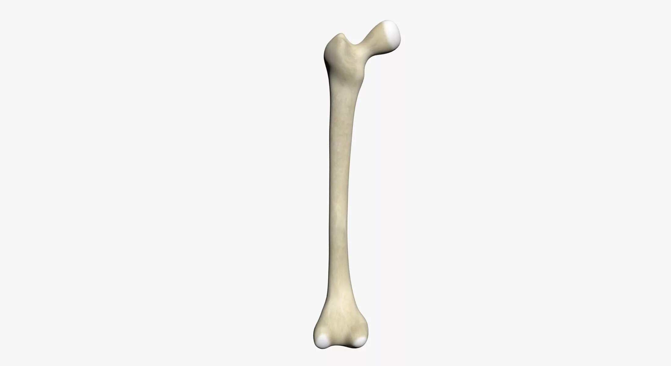 Три дня кости. Бедренная кость 3д. Плечевая кость 3д. Бедренная и плечевая кость. Бедренная кость 3 д анатомия.