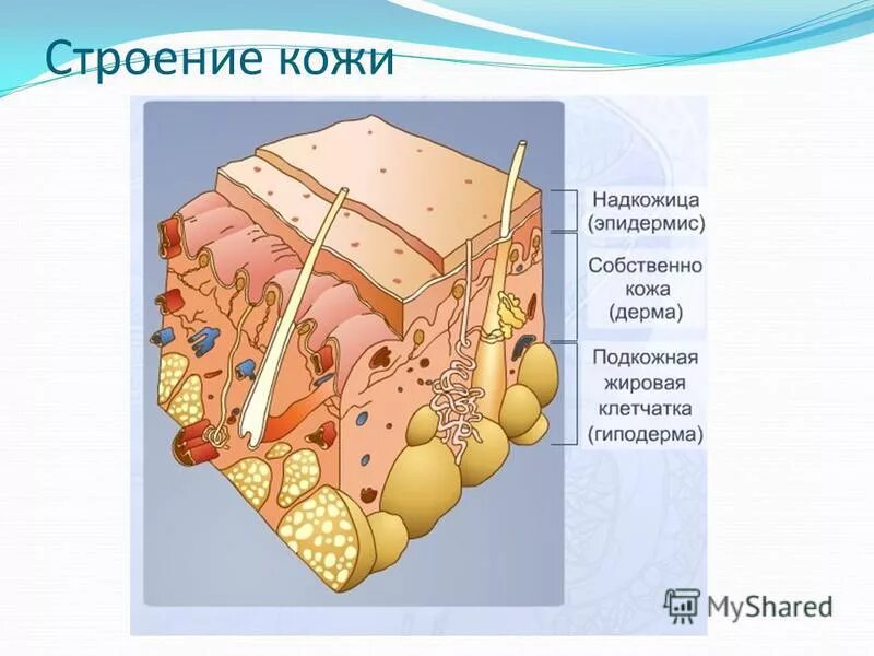 строение кожного покрова млекопитающих. строение кожи биология 8. строение кожи биология 8 класс сонин. кожа и строение кожи 8 кл биология функции кожи. дерма гиподерма кровеносные сосуды кожи.
