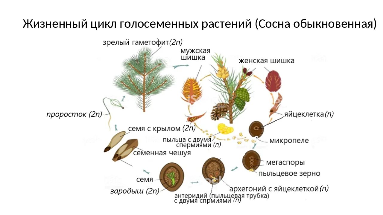 Каково строение голосеменных. Цикл хвойных голосеменных. Цикл развития голосеменных растений. Цикл развития голосеменных схема. Размножение голосеменных шишек.