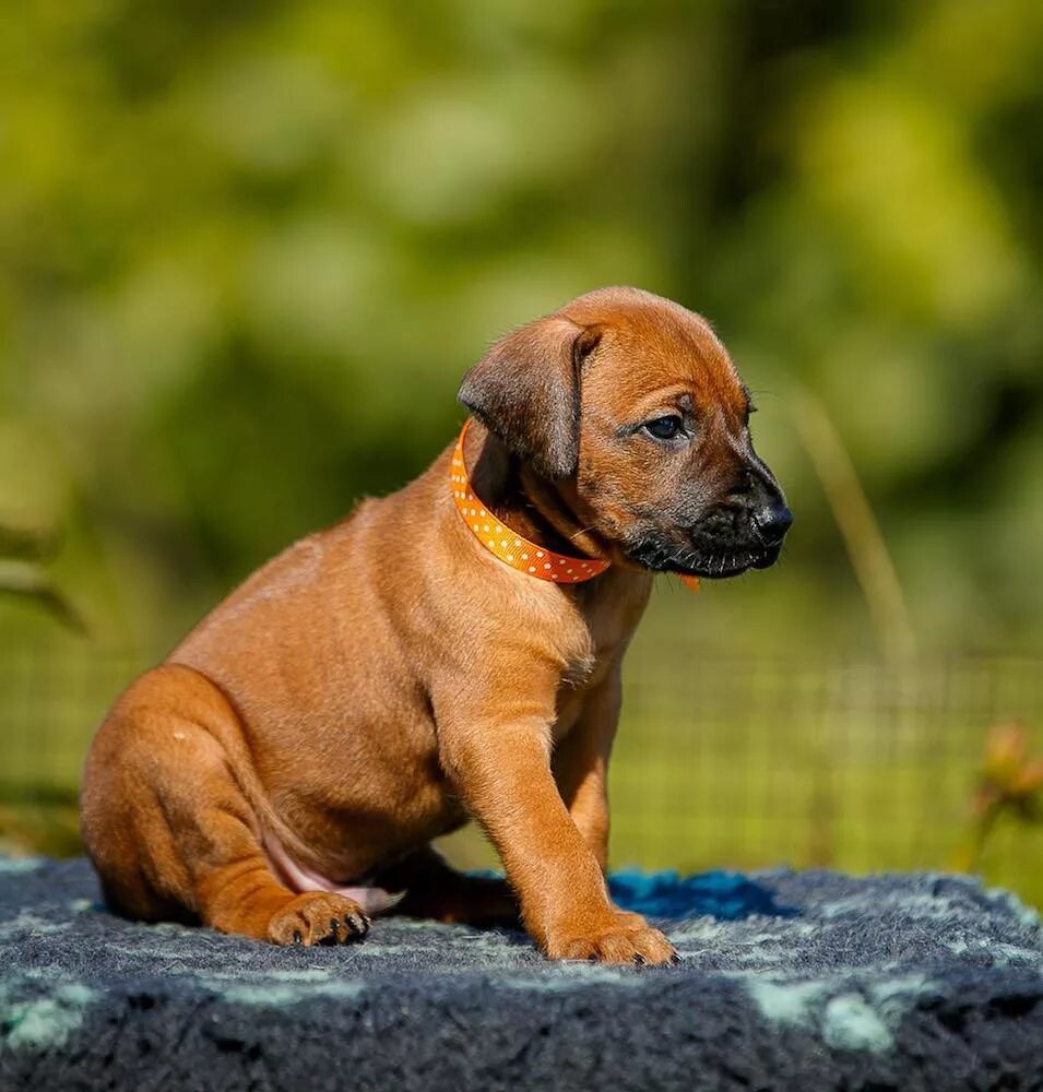 родезийский риджбек. родезийский риджбек. родезийский риджбек щенки. риджбек родезийский о породе. родезийский риджбек.