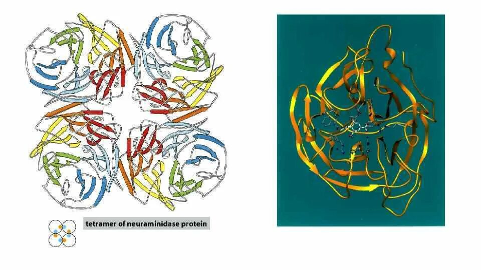Видовая специфичность и полиморфизм белков. Биохимия и биофизика. Органическая химия. Биохимия и биофизика. Биохимия примеры.