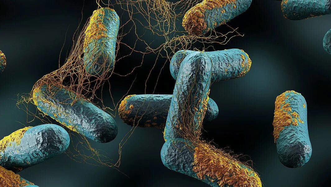 Clostridium spp. Клостридиум перфрингенс. Клостридии ботулинум. Клостридия ботулинум анаэроб. Клостридии ботулизма ( Clostridium botulinum ) ботулизм.