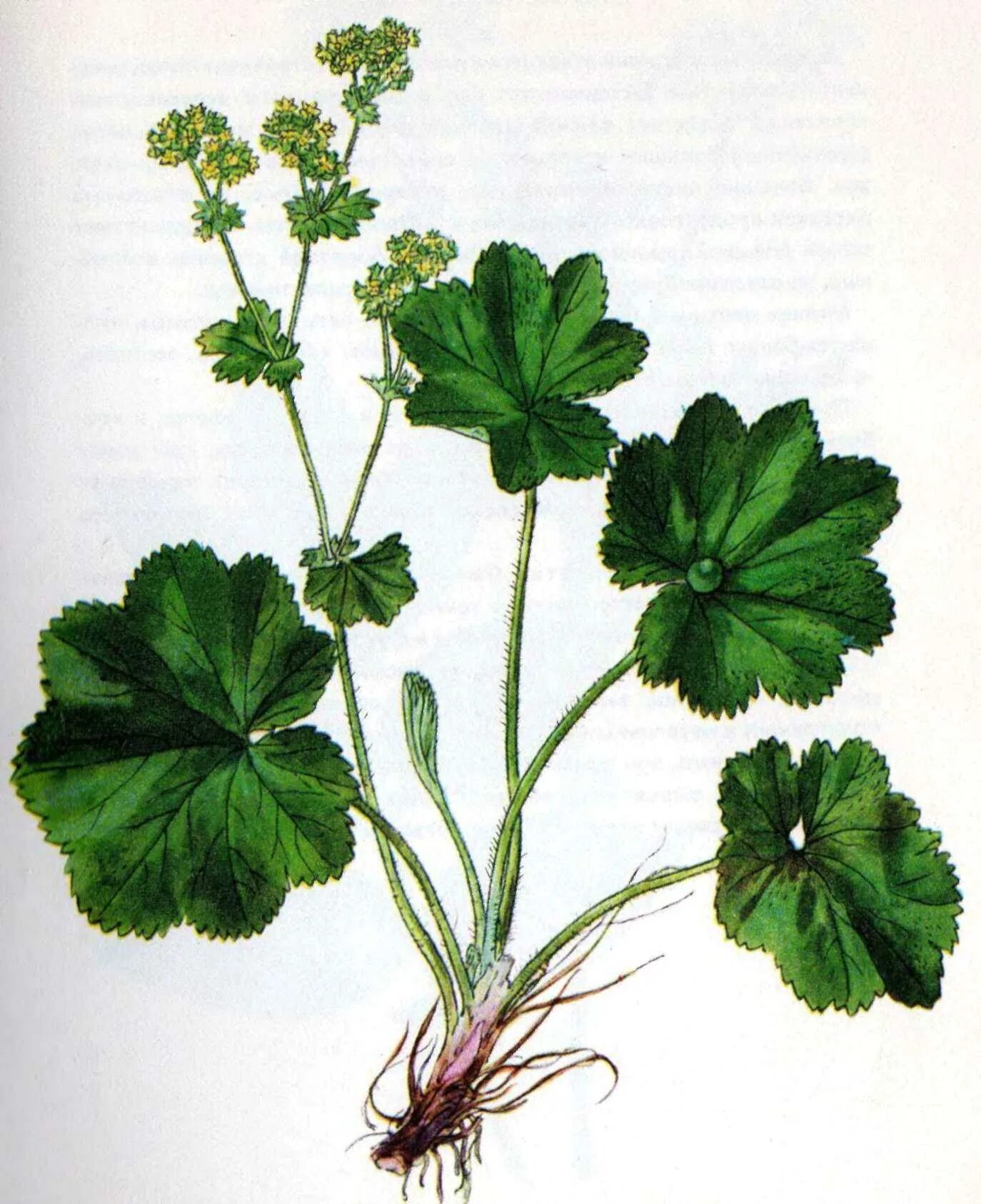 Манжетка это. Манжетка. манжетка полевая. манжетка городковатая(alchemilla subcrenata). растение манжетка обыкновенная.
