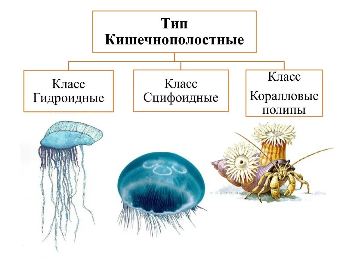 Используя рисунки в параграфе охарактеризуйте. Тип Кишечнополостные классы Гидроидные Сцифоидные коралловые полипы. Тип Кишечнополостные класс Сцифоидные. Размножение сцифоидных. Тып ктщечно полостные сцефоидные ,Гидроидные и.