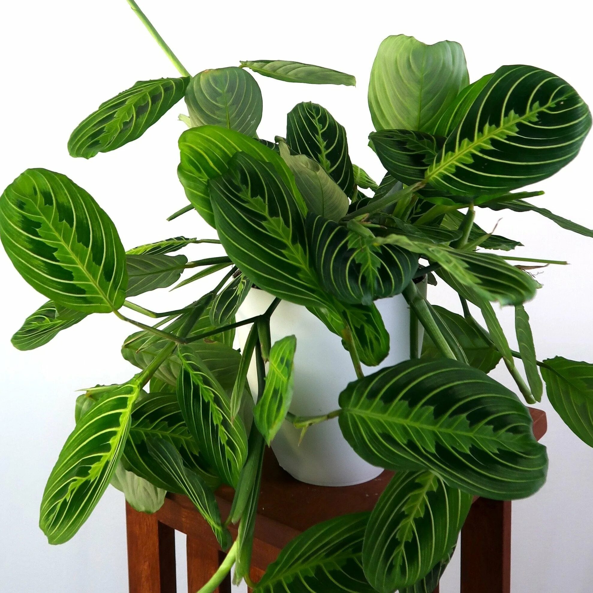 маранта беложильная. маранта ред страйп. калатея маранта. маранта ктенанта. маранта leuconeura.