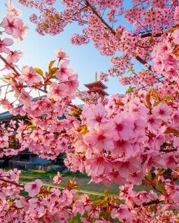 Красивые японские цветы