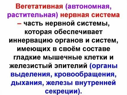 Функции соматической и вегетативной системы