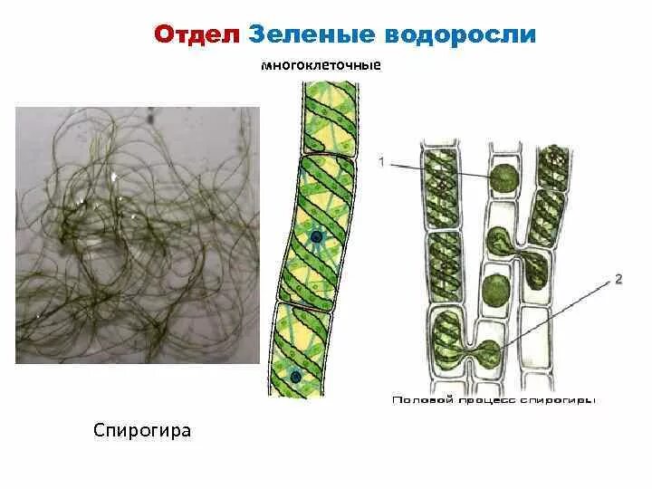 Конъюгация спирогиры. Спирогира многоклеточная. Строение клетки спирогиры. Конъюгация водоросли спирогиры. Вегетативное размножение спирогиры.