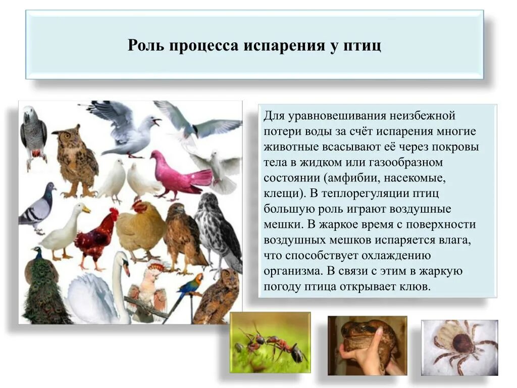 Сообщение испарение в жизни животных. Роль процесса испарения в жизни животных. роль испарения в жизни человека. роль испарения в мире животных. важность испарения в природе.