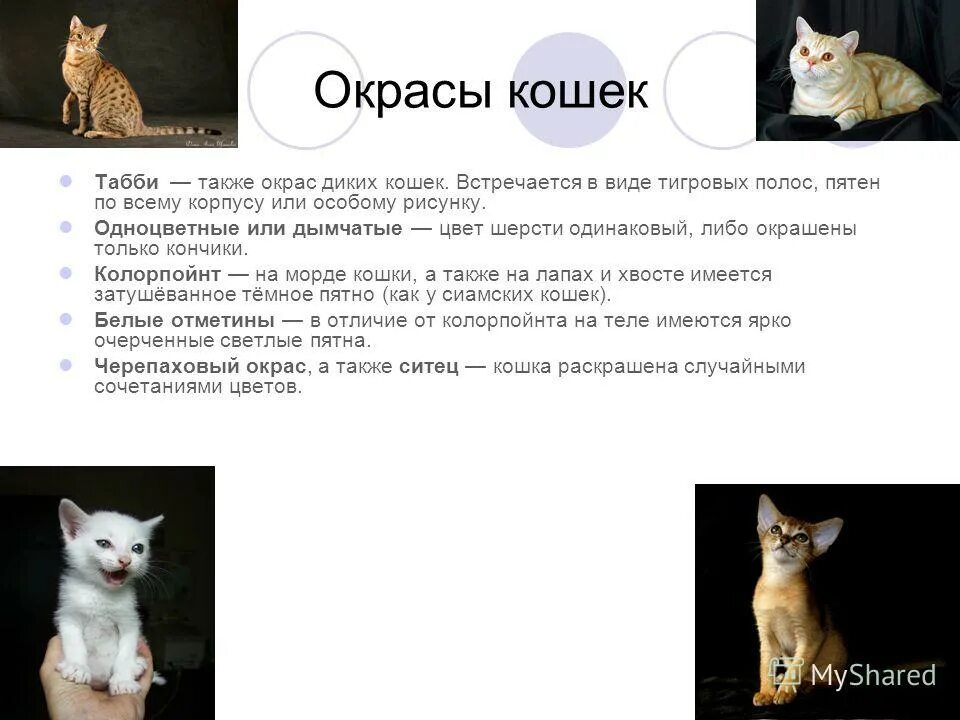 Типы окраски кошек. Виды окрасок кошек. Как описать окрас кошки. Характер кошек по окраске. Типы окрасов кошек