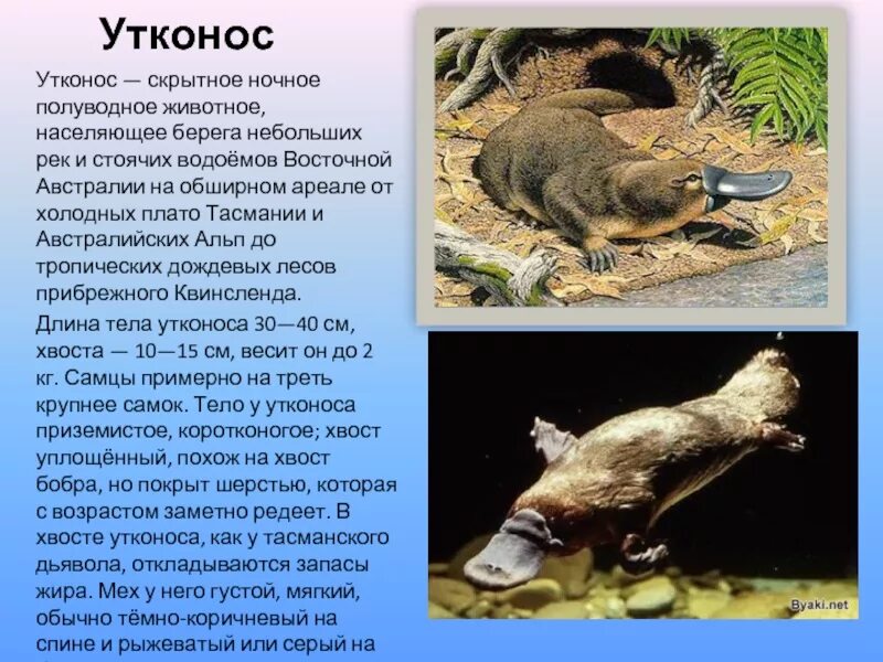 Животные австралии 7 класс кратко. Утконос в австралии. животный мир австралии утконос. краткая информация о утконосе. утконос краткое описание.