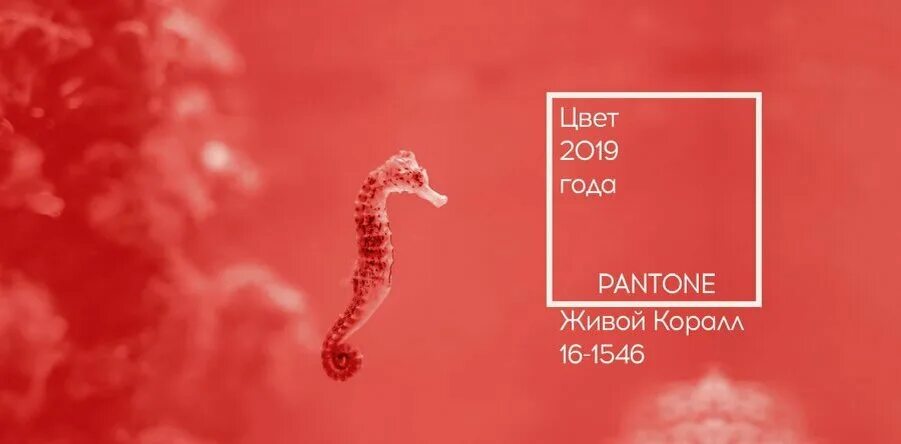 Масляная 2019. Pantone 16-1546 живой коралл. Pantone 16-1546 живой коралл / Living Coral (2019). Цвет года пантон 2019. Коралловый цвет года.