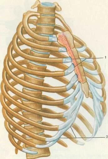 Грудино реберный сустав 2 ребра. Соединение ребер с позвоночником. Реберно-грудинное сочленение. Соединение ребер с грудиной.