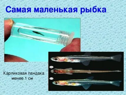 Самая маленькая рыба