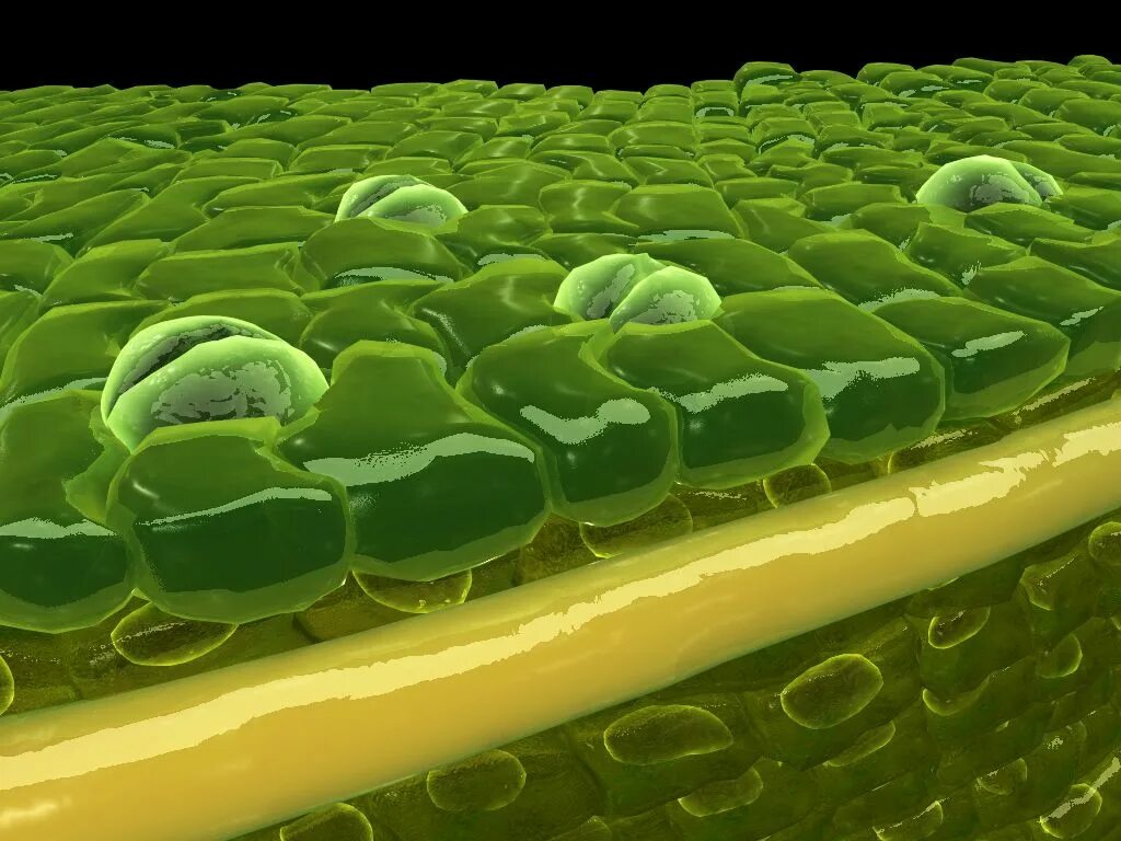 Мезофилл листа клетки. Mesophyll. Мезофилл листа. Клетка растения 3d. Клетки растений под микроскопом.