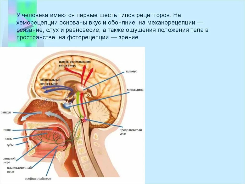 Орган зрения слуха обоняния вкуса осязания. Органы чувств таблица анализаторы рецепторы. Органы равновесия осязания обоняния вкуса. Органы анализаторы человека. Органы чувств части анализатора.