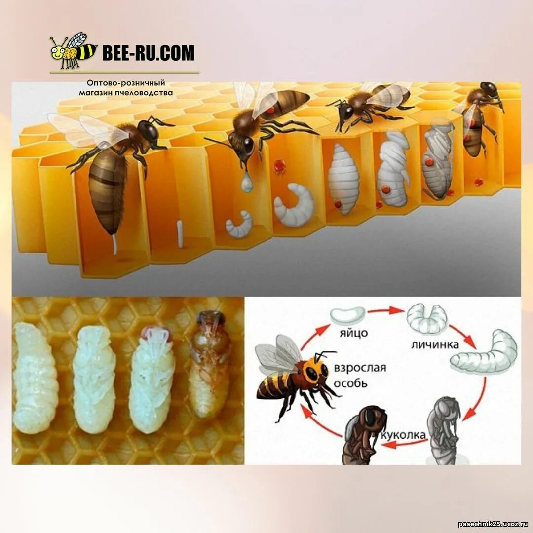 Стадии развития медоносной пчелы. Жизненный цикл пчелы медоносной. Жизненный цикл пчёл трутень. Стадии развития личинки пчелы.