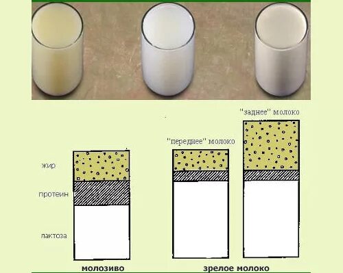 Почему выделяется молозиво. Молозиво. Кракого цветов молозиво. Как выглядит молозиво. Какого цвета молоко.