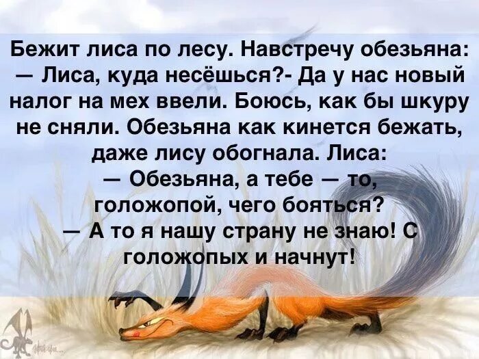 Шутки про лису. Анекдот что ли. Анекдоты про Лис. Лиса анекдот. Анекдот лиса волка