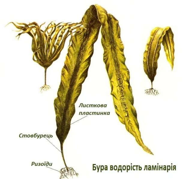 Ризоиды бурых водорослей. Ламинария строение. Внешнее строение ламинарии. Laminaria saccharina строение. Ризоид бурых водорослей