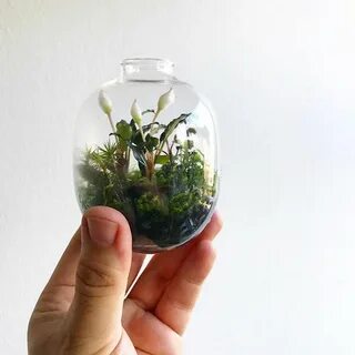 Tiny plants
