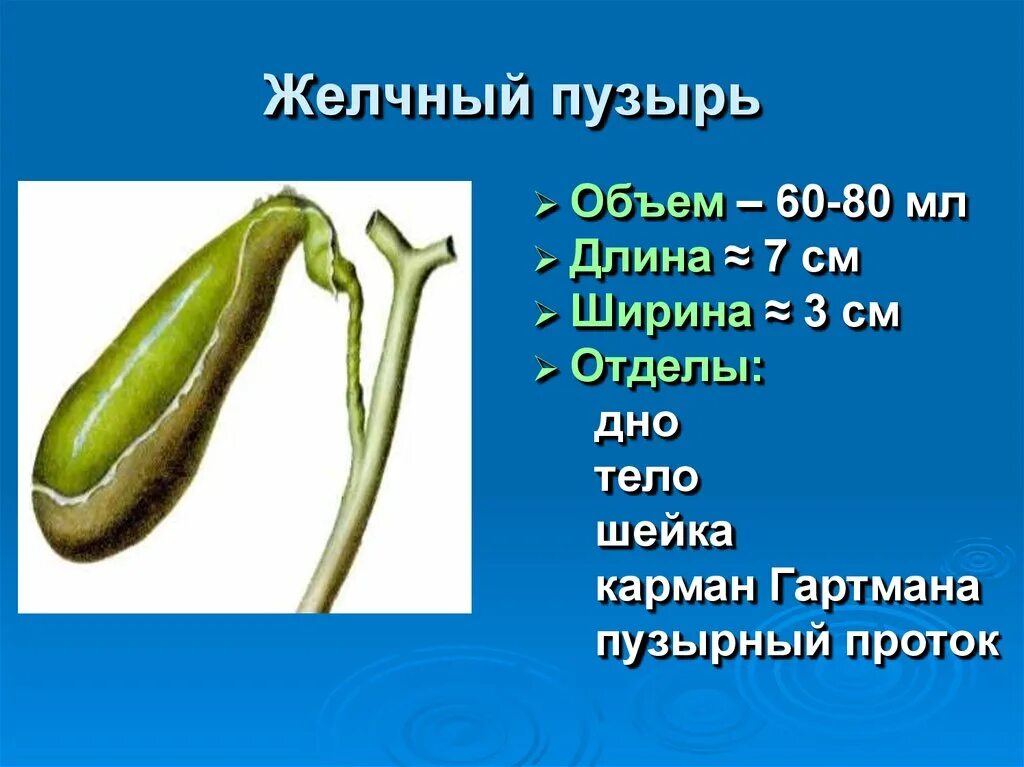 Желчный пузырь шейка тело. Карман Гартмана в желчном пузыре это. Гартмановский карман желчного пузыря. Карман Хартмана желчный пузырь. Желчный пузырь анатомия карман Гартмана.