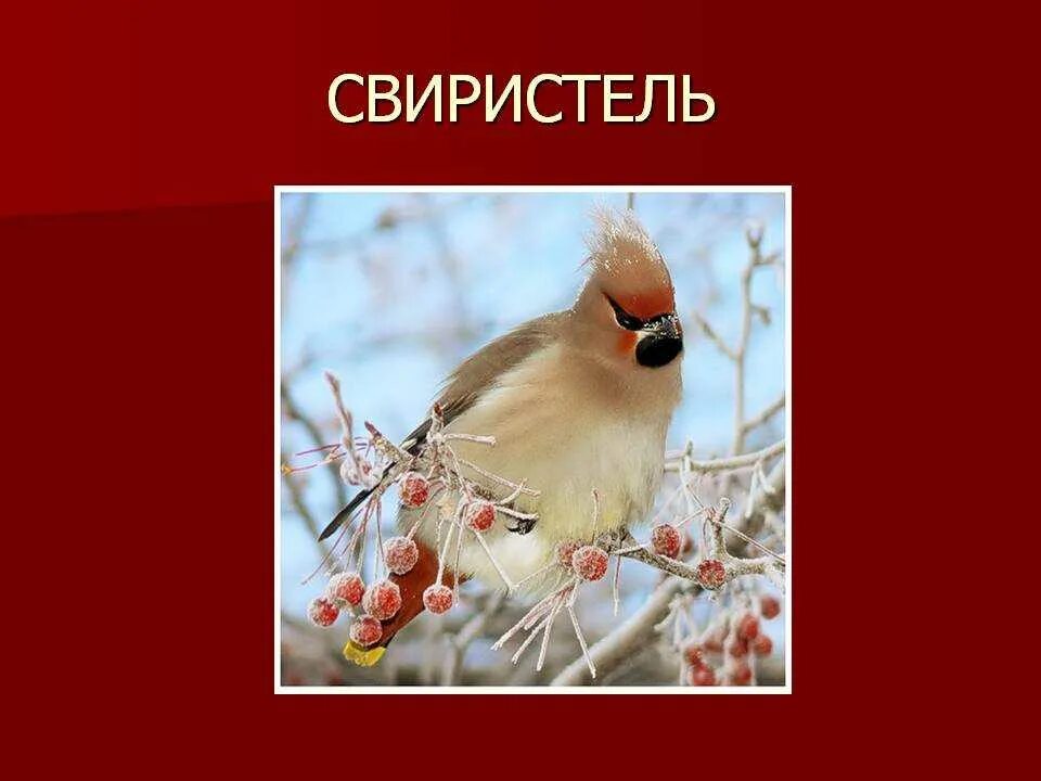 Свиристели какая часть речи. Свиристель. Свиристель доклад. Свиристель презентация. Свиристель образ жизни.